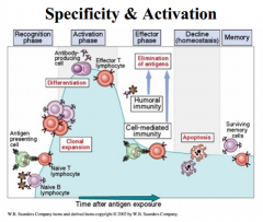 - Naive B and T lymphocytes recognize antigen
- Clonal expansion of B and T lymphocytes
- Differentiation of B cells to become antibody-producing cells
- Differentiation of T cells to become Effector T lymphocytes
- Effector phase: elimination of anti