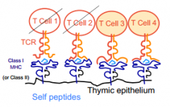 - No affinity = T cell 1 (doesn't bind MHC or peptide)
- High affinity = T cell 2 (binds both MHC and peptide)
- Weak/Moderate affinity = T cell 3 and 4 (binds only MHC or only peptide)
