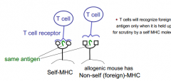 - Not protected
- T cells always recognize foreign antigen in the context of self
- New strain of mouse has different "non-self" MHC molecules presenting the antigen which won't bind to the transferred T cells
