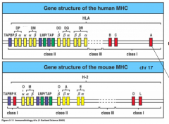 HLA-A, -B, -C ("heavy chains")
(HLA = Human Leukocyte Antigen)
*Beta-2-m is not encoded on MHC gene locus*