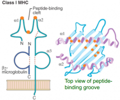 - Peptide-binding cleft
- On alpha helices and beta sheets of bed of heavy chain