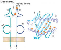 - Peptide-binding cleft
- On alpha helices and beta sheets of bed of beta chain