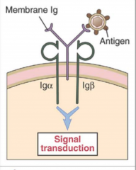 - Shape of a Y - membrane Ig (immunoglobulin) - integral membrane receptor
- Signal is transmitted through cytoplasmic tails of two associated proteins, Ig-alpha and and Ig-beta