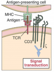 - TCR is embedded in membrane with area for antigen binding
- Associates with several CD3 Dimers (together called the TCR complex)
- Signaling is transmitted through CD3 chains