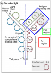 - CH# = # constant region of heavy chain (CH1 found in Fab and CH2/3 found in Fc region)
- VL/H = Variable region of Light/Heavy chain, parts that contact the antibody
- Fc Region - base or tail of Y, only made of heavy chains
- Fab Region - limbs of Y