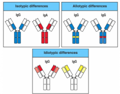 Differences in a single AA (there are a few polymorphic residues) on the same antibody