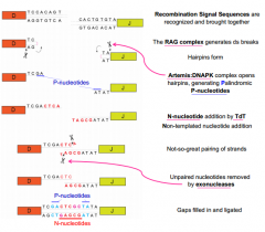 1. Unpaired nucleotides removed by exonucleases
2. Gaps filled in and ligated
