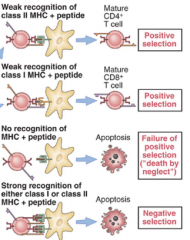 Those that have "positive selection" - weak recognition of class II MHC + peptide or class I MHC + peptide