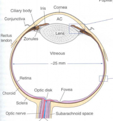 - Transparent cornea
- Anterior chamber
- Lens
- Vitreous body