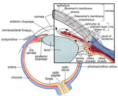 Expansion of the stroma of choroid near the lens