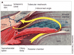 Via the trabecular meshwork in the ciliary body