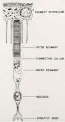 - Inner segments
- Outer segments
- Connecting cilium