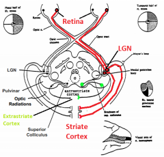 - Retina (via optic n., optic chiasm, and optic tract)
- Lateral Geniculate Nucleus (LGN) (via Meyer's loop)
- Striate Cortex 
- Extrastriate Cortex