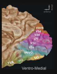 V1 - Primary visual cortex