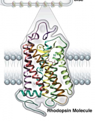 2 protein components:
- Opsin
- Chromophore:  11-cis-retinal