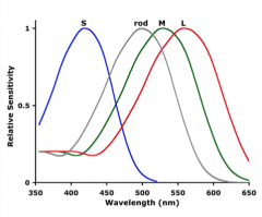 - S ("blue") ~450 nm
- M ("green") ~530 nm
- L ("red") ~560 nm