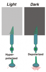 - Photoreceptors hyperpolarize and depolarize in a graded fashion
- Release NT in a graded fashion
- More depolarized --> more NT
- More hyperpolarized --> less NT