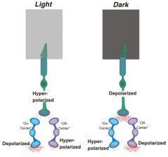 - Dark
- Depolarized cone (off-center) releasing NT (glutamate) which hyperpolarizes the on-center bipolar cell