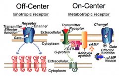 - Off-center bipolar cells have ionotropic receptors
- On-center bipolar cells have metabotropic receptors