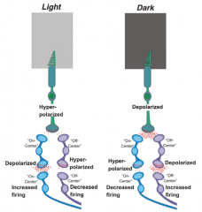 - ON-Center - connect to on-center bipolar cells
- OFF-Center - connect to off-center bipolar cells
