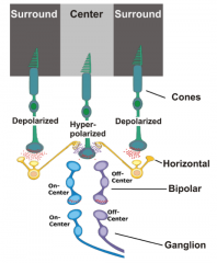 - Cone is depolarized (by darkness) and excites a horizontal cell that it synapses with
- Excited (depolarized) horizontal cells inhibit the neighboring cones via GABA (leads to hyperpolarization of the cones they synapse with)
- Inhibitory action on ne