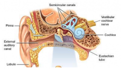 - Pinna
- External auditory meatus (canal)