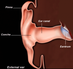 - Concha (hollow area next to the ear canal)
- Eardrum