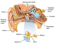 - Protective feedback to dampen vibration of ossicles
- Tensor tympani m. (attached to malleus)
- Stapedius m. (attached to neck of stapes)
- When these contract they dampen the vibration of the ossicles