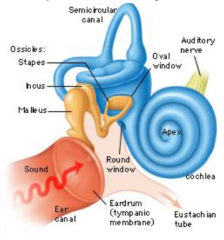 - At the oval window of the vestibule where the stapes footplate abuts the oval window membrane
- At the basal end of the cochlea is the round window, which communicates with the middle ear