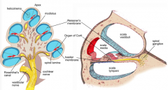 - Modiolus
- Osseous spiral lamina
- Scala vestibuli
- Scala tympani
- Scala media
- Helicotrema
- Basilar Membrane
- Reissner's Membrane