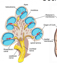 - Core of the cochlea
- Highly porous bone
- Allows passage of auidtory nerve fibers