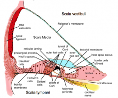 Stria vascularis (red area)