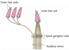 - 90-95% to inner hair cells (many afferent fibers synapse on the same inner hair cell)
- 5-10% to outer hair cells (single afferent fibers branch to synapse on several outer hair cells)