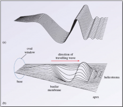 - Cochlear fluid is displaced
- Wave-like motions begin along length of basilar membrane
- Forms a traveling wave