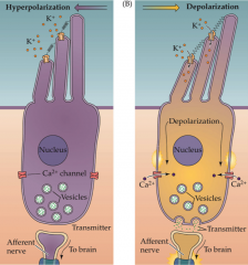- Depolarization of hair cells
- Leads to Ca2+ flowing in
- Vesicles release NT
- Stimulates auditory nerve fibers to brain