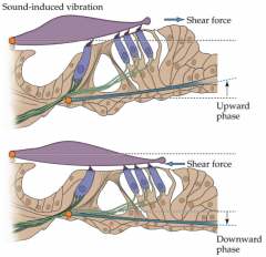 - Interaction of stereocilia with tectorial membrane (purple structure)
- Upward phase of movement of the basilar membrane