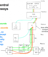 Green pathway
- CN VIII --> Ventral Cochlear Nucleus (VCN)
- Superior Olivary Complex (SOC) in pons
- SOC is first place for binaural convergence (L and R fibers each go to L and R SOC)
- SOC projects to Inferior Colliculus (IC) in midbrain
- Medial 