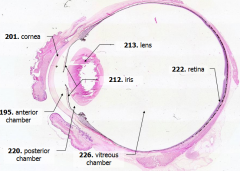 Iris - pigmented material anterior to the lens