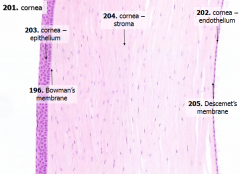 - Stratified, squamous, non-keratinized epithelium
- 5 cells thick
- Many free nerve endings