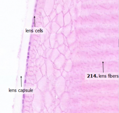 - Anterior lens cells
- Lens fibers