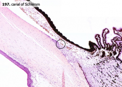 Through the Canal of Schlemm into the venous sinuses of the sclera