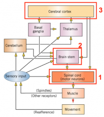 1. Spinal cord/motor neurons (bottom)
2. Brainstem 
3. Cortex (top)