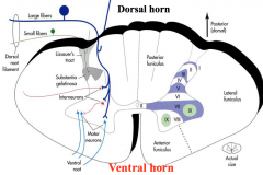 - Cell bodies in ventral horn
- Project to muscles
- Ultimately cause muscle contraction and execute movement
- Final Common Pathway of motor system