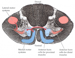 Medial and Lateral Descending Brainstem Pathways (Tracts)