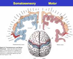 - Feet and legs most medial
- Face and tongue most lateral
(Motor is more fragmented than somatosensory)