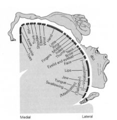 Lateral cortical surface