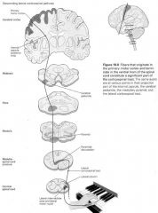 - Corona Radiata
- Posterior Limb of Internal Capsule (between caudate and globus pallidus) 
- Middle of the Cerebral Peduncles (Crus Cerebri)
- Medullary Pyramids - decussate at pyramidal decussation