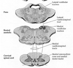 Ipsilaterally to all levels of spinal cord (trunk and lower limbs)