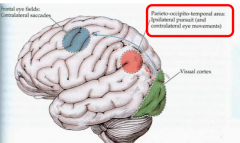 - Parieto-Occipital-Temporal eye fields
- Stimulate ipsilateral PPRF/abducens nucleus
- Modulated by cerebellum (flocculonodulus)