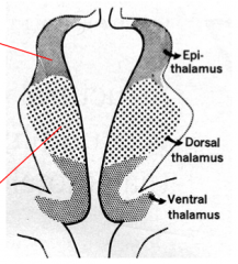 - EPITHALAMUS (habenula, pineal gland, posterior commissure)
- DORSAL THALAMUS / THALAMUS (thalamic nuclei, external and internal medullary lamina)
- VENTRAL THALAMUS (reticular nucleus and ventral lateral geniculate nucleus-vLGN)
- SUBTHALAMUS (zona i
